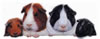 piggiebunch_jpg.jpg